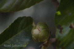 Dillenia bracteata